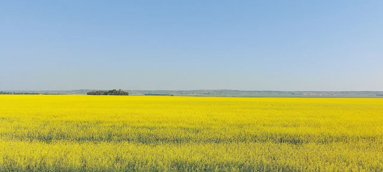 Canola field with distant uplands, 2021